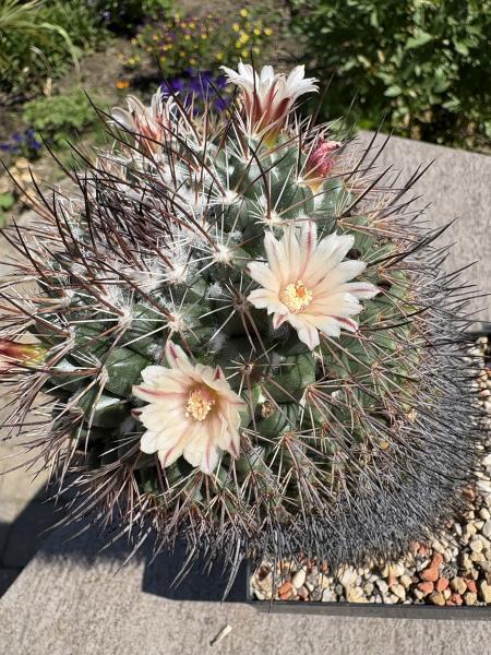 Mammillaria carnea